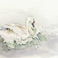 'The Swan has Landed' by Chris Jones Watercolourist - painted from a photograph by Rhys Tranter