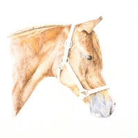 Horse in watercolour pencil