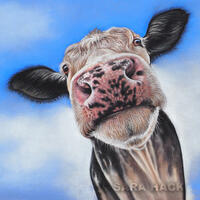 Cheeky Cow pastel drawing