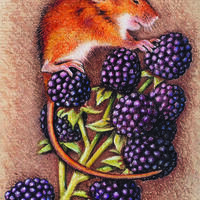 Field mouse pastels on handmade paper