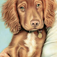 Puppy - pastels on Hahnemuhle Velour
