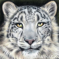 Snow Leopard pastel drawing on Hahnemuhle Velour