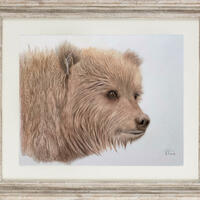 Brown Bear cub. Coloured pencil. Original 