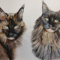 A double Maine Coon cat portrait in pastels and pencils.