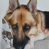 A German shepard portrait snuggling on the sofa with puppy dog eyes. Pastels and pencils on paper.