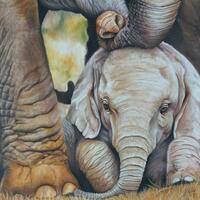 Painting called 'Protection' of an elephant calf gently being touched by their mother. Pastels and pencils on Pastlemat.t.