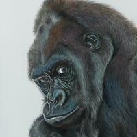 After my online competition, the winner chose for me to draw a gorilla. Pastels and pencils on paper.