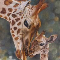 Giraffe calf in a tender moment with mum, not named yet. Pastels and pencils on paper.