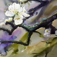 Hawthorne Blossom in Watercolour