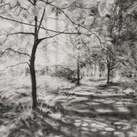 Windfall light, charcoal on paper