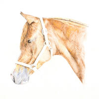 Ali, Horse in Watercolour Pencil