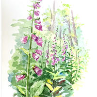 Foxgloves_ Chenies Woods_Watercolour