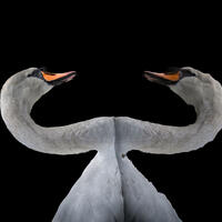Alternative mirroring of a swan