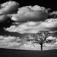 Monochrome, lone tree the landscape