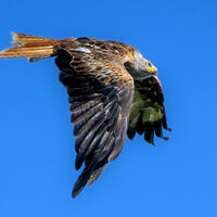 Red Kite in flight set against a blue sky