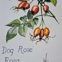 "Autumn III: Dog Rose"