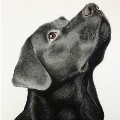Drawing of Black Labrador by Dawn Cave