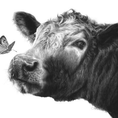 Charcoal drawing of a cow with a butterfly