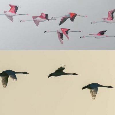 flamingoes, geese, birds flying