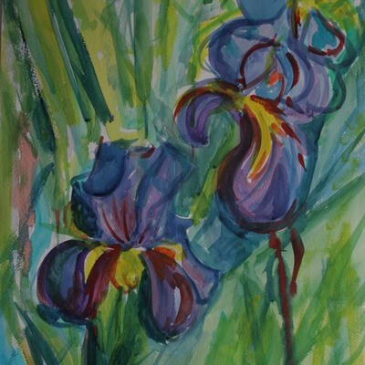 watercolour of an iris, this is quite a large painting using bod colours that I did a t a class run by Winslow Art Society.