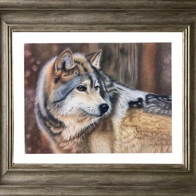 Wolf. Coloured pencil. Original 