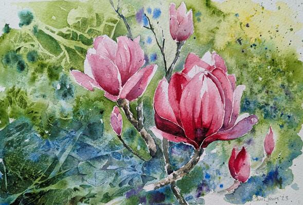 Magnolias by Chris Jones Watercolourist