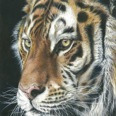 Sue Sidley: 