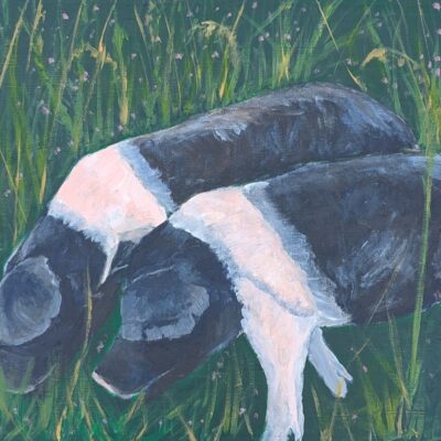 Ruth Marsden: Saddlebacks Grazing