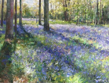 Bluebell woods - Ashridge Estate