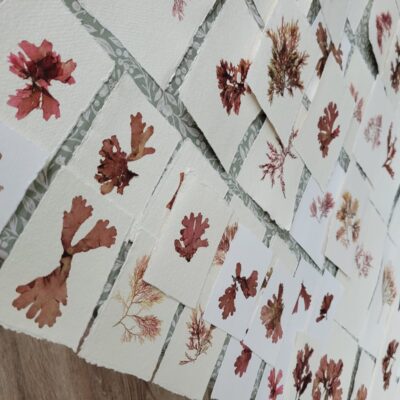 Where Inspiration Blooms: Pressed Seaweeds