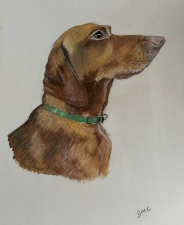 “Monty” - Hungarian Vizsla