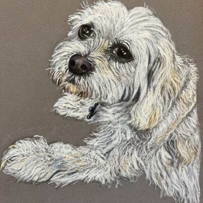 Della’s Pet Portraits: “Sergio” - Shih Tzu Cross