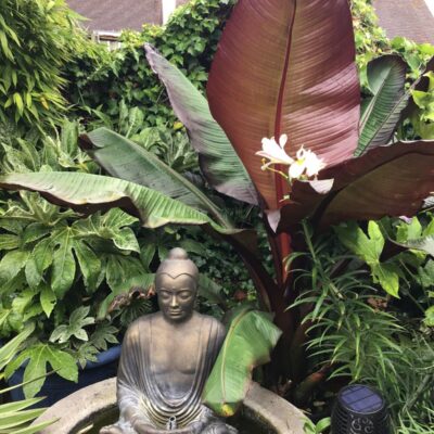 Barbara Pearman: Garden