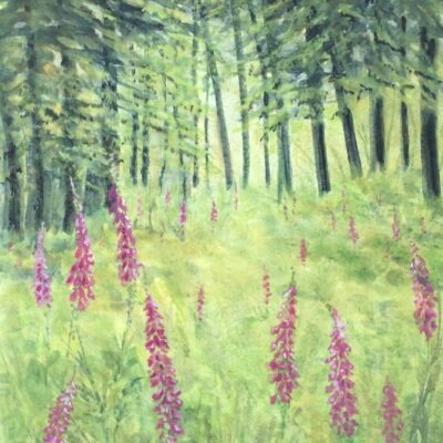 Madeleine Fletcher: Foxgloves in the Wild.     Acrylic
