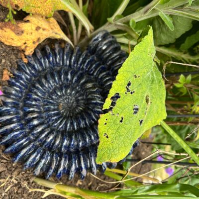 Edith Garraway: Large stoneware ammonite