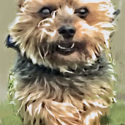 Kim Lloyd: pet portrait