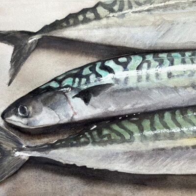 Alan Gray: Mackerel