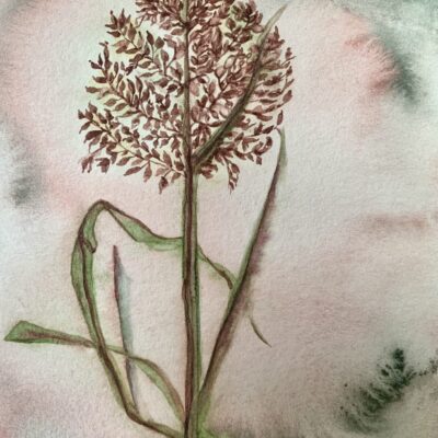 Shalini Belur: Nature Study 2