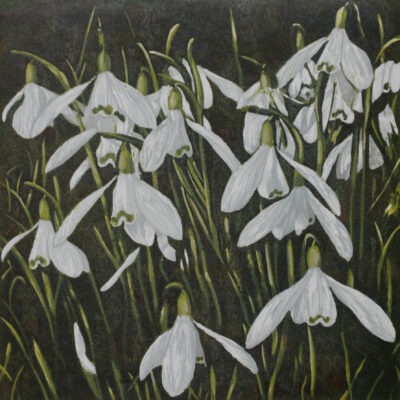 Julian Gardner: Snowdrops in woodland at Hanwell