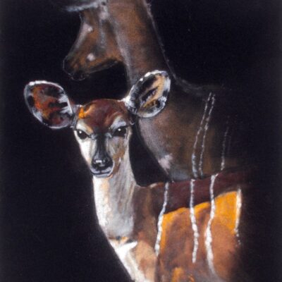 Sally Naomi Creveul: Young Kudu