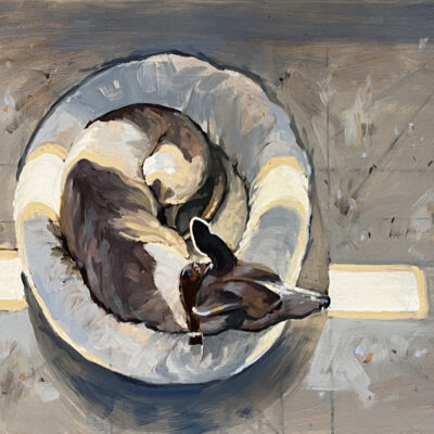 Jackie Henderson: Oil painting, 40x50cms, Bluey and sunlight