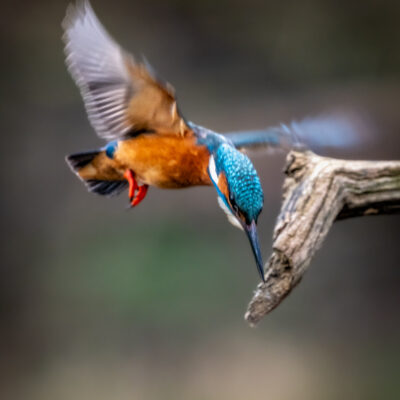 Stuart Feurtado: A Kingfisher at the start of it's dive to catch a fish