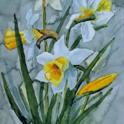 Wendy Hopcroft: "Daffodils" 200 x 280mm watercolour