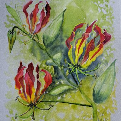 Wendy Hopcroft: "Flaming Fantasy" 380 x 260mm watercolour