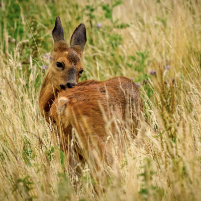 Stuart Feurtado: Roe Deer looking over it's shoulder into the camera in a field of long grass