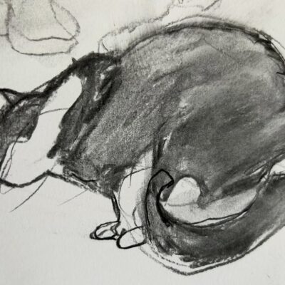 Sue Nowlan: Coco charcoal on paper