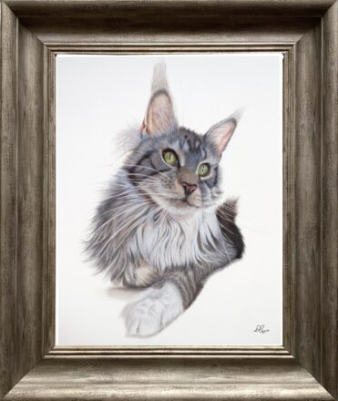 Maine Coon Cat in coloured pencil original and top quality Giclee prints available