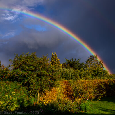 Stuart Feurtado: Rainbow rising over a garden hedge