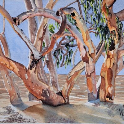 Wendy Hopcroft: "Red Gums" 380 x 260mm watercolour