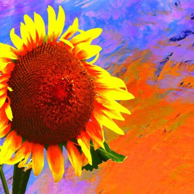 BKArtimages (Artist: Brian Kelvin): Sunflower